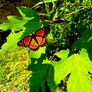 Meet your Posher, Nevaeh